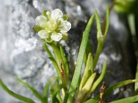 Sagina saginoides 1, Saxifraga-Sonja Bouwman  Alpine pearlwort - Sagina saginoides - Caryophyllaceae familie