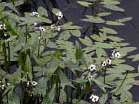 Sagittaria sagittifolia 27, Pijlkruid, Saxifraga-Ed Stikvoort