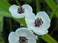 Sagittaria sagittifolia 38, Pijlkruid, Saxifraga-Ed Stikvoort
