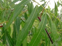 Salix acutifolia 1, Saxifraga-Hans Grotenhuis