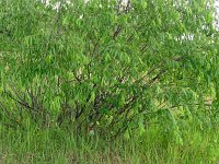 Salix acutifolia 2, Saxifraga-Hans Grotenhuis