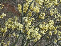 Salix caprea 15, Boswilg, Saxifraga-Ed Stikvoort