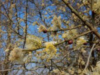 Salix caprea 17, Boswilg, Saxifraga-Ed Stikvoort