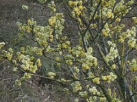 Salix caprea 20, Boswilg, Saxifraga-Ed Stikvoort