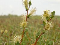 Salix repens 34, Kruipwilg, Saxifraga-Ed Stikvoort