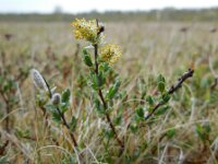 Salix repens 39, Kruipwilg, Saxifraga-Ed Stikvoort