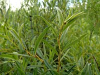 Salix rosmarinifolia 2, Saxifraga-Hans Grotenhuis