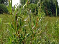 Salix rosmarinifolia 4, Saxifraga-Hans Grotenhuis