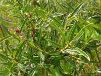 Salix rosmarinifolia 5, Saxifraga-Hans Grotenhuis