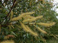Salix triandra 10, Amandelwilg, Saxifraga-Ed Stikvoort