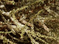 Salsola vermiculata 1, Saxifraga-Ed Stikvoort