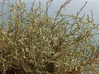 Salsola vermiculata 2, Saxifraga-Ed Stikvoort