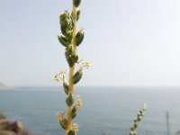 Salsola vermiculata 3, Saxifraga-Ed Stikvoort