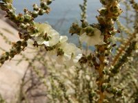 Salsola vermiculata 5, Saxifraga-Ed Stikvoort