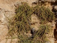 Salsola vermiculata 6, Saxifraga-Ed Stikvoort