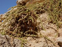Salsola vermiculata 8, Saxifraga-Ed Stikvoort
