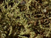 Salsola vermiculata 9, Saxifraga-Ed Stikvoort