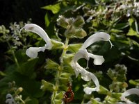 Salvia broussonetii
