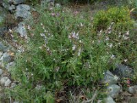 Salvia fruticosa 14, Saxifraga-Ed Stikvoort : Agia Marina s9900
