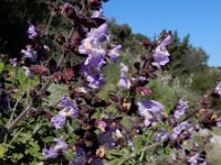 Salvia fruticosa 15, Saxifraga-Ed Stikvoort