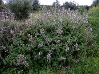 Salvia fruticosa 17, Saxifraga-Ed Stikvoort