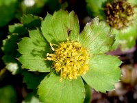 Sanicula epipactis 1, Saxifraga-Sonja Bouwman  Hacquetia - Sanicula epipactis - Apiaceae familie