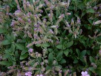 Saponaria ocymoides 53, Muurzeepkruid, Saxifraga-Ed Stikvoort : tengere veldmuur Rotterdam-Alexander A900