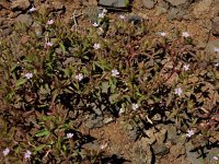 Saponaria orientalis 3, Saxifraga-Ed Stikvoort