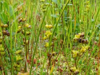 Scheuchzeria palustris 14, Veenbloembies, Saxifraga-Hans Grotenhuis