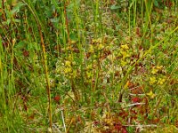 Scheuchzeria palustris 15, Veenbloembies, Saxifraga-Hans Grotenhuis