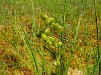 Scheuchzeria palustris 27, Veenbloembies, Saxifraga-Hans Grotenhuis