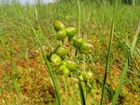 Scheuchzeria palustris 33, Veenbloembies, Saxifraga-Hans Grotenhuis