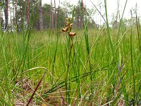 Scheuchzeria palustris 35, Veenbloembies, Saxifraga-Hans Grotenhuis