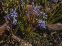 Scilla bifolia 54, Saxifraga-Jan van der Straaten