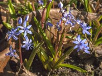 Scilla bifolia 56, Saxifraga-Jan van der Straaten