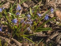 Scilla bifolia 58, Saxifraga-Jan van der Straaten