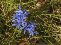 Scilla bifolia 59, Saxifraga-Jan van der Straaten