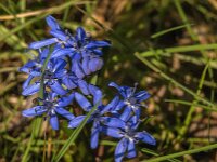 Scilla bifolia 60, Saxifraga-Jan van der Straaten