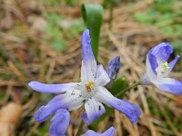Scilla forbesii 3, Grote sneeuwroem, Saxifraga-Rutger Barendse