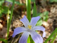 Scilla luciliae 2, Middelste sneeuwroem, Saxifraga-Rutger Barendse