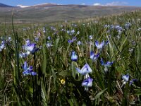 Scilla rosenii 10, Saxifraga-Ed Stikvoort : Noord van Gyumri A900