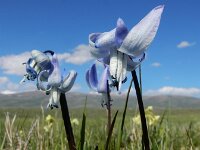 Scilla rosenii 6, Saxifraga-Ed Stikvoort : Noord van Gyumri s9900