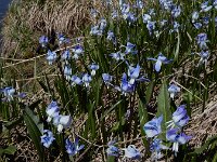 Scilla rosenii 7, Saxifraga-Ed Stikvoort : Noord van Gyumri A900
