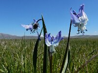 Scilla rosenii 9, Saxifraga-Ed Stikvoort : Noord van Gyumri s9900