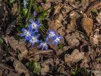 Scilla sardensis 12, Kleine sneeuwroem, Saxifraga-Jan an der Straaten