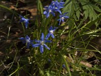 Scilla sardensis 13, Kleine sneeuwroem, Saxifraga-Jan an der Straaten