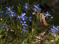 Scilla sardensis 14, Kleine sneeuwroem, Saxifraga-Jan an der Straaten