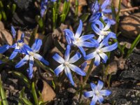 Scilla sardensis 4, Kleine sneeuwroem, Saxifraga-Jan an der Straaten