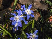 Scilla sardensis 5, Kleine sneeuwroem, Saxifraga-Jan an der Straaten
