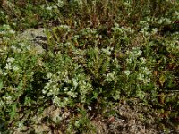 Scleranthus perennis 16, Overblijvende hardbloem, Saxifraga-Ed Stikvoort : rondom Sail-sous-Couzan s9900